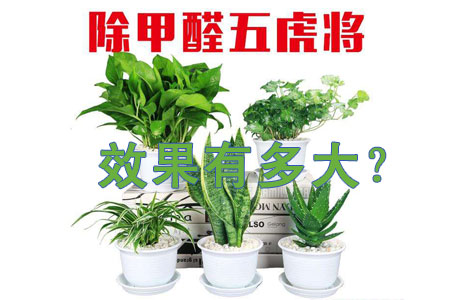 廣州專業除甲醛公司